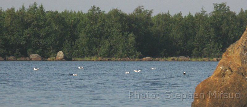Bennas2010-4950.jpg - Seagulls having a rest